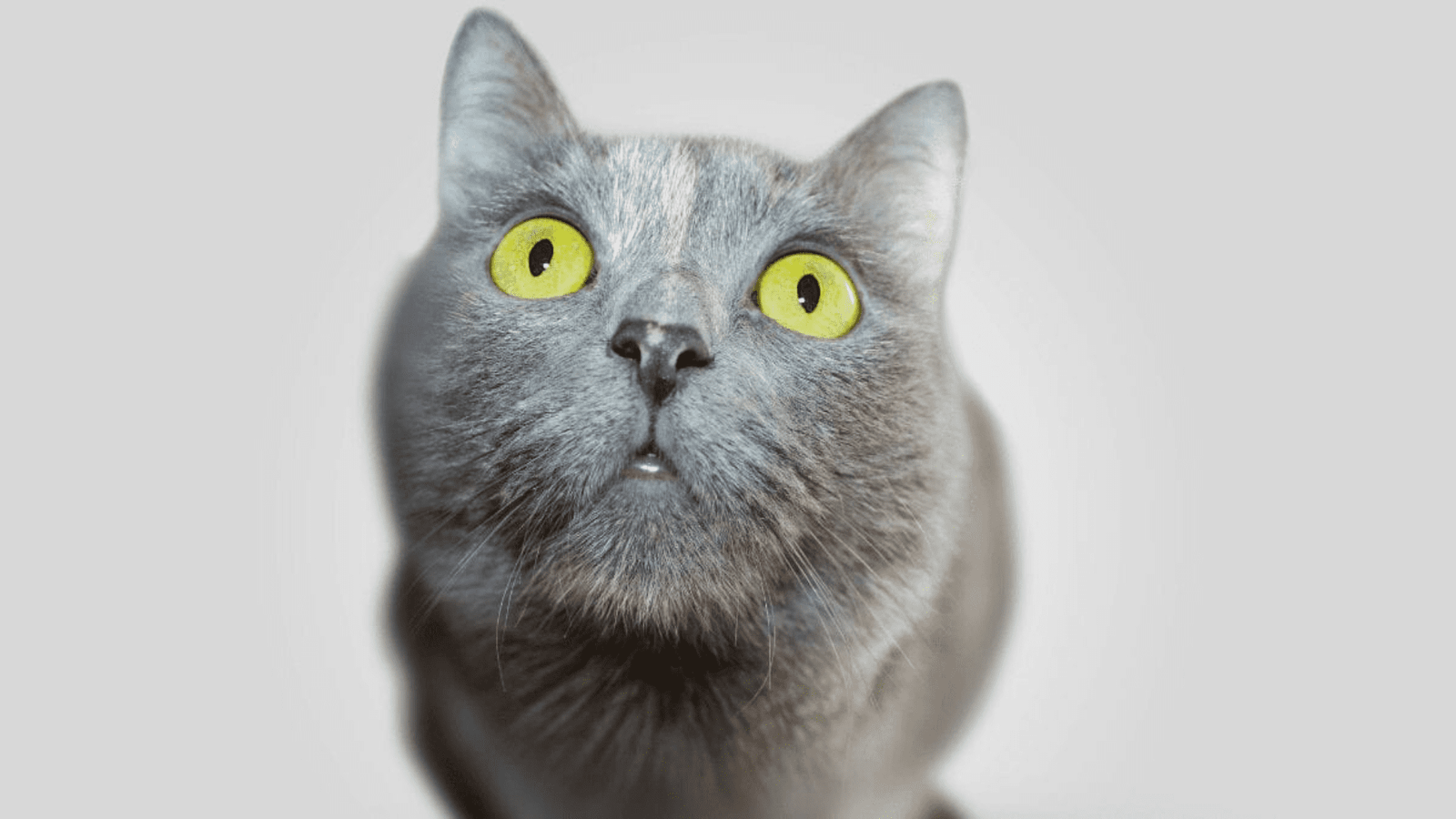 See world through your cat’s eyes