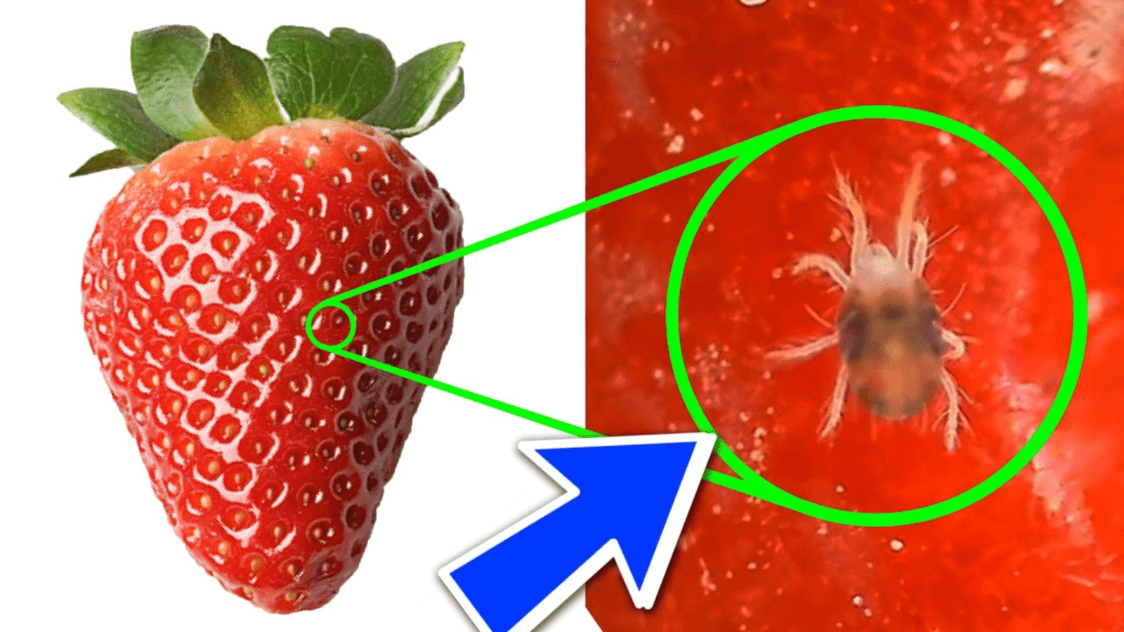 VIRAL VIDEO: tiny creepy bugs found in strawberry, netizens frightened