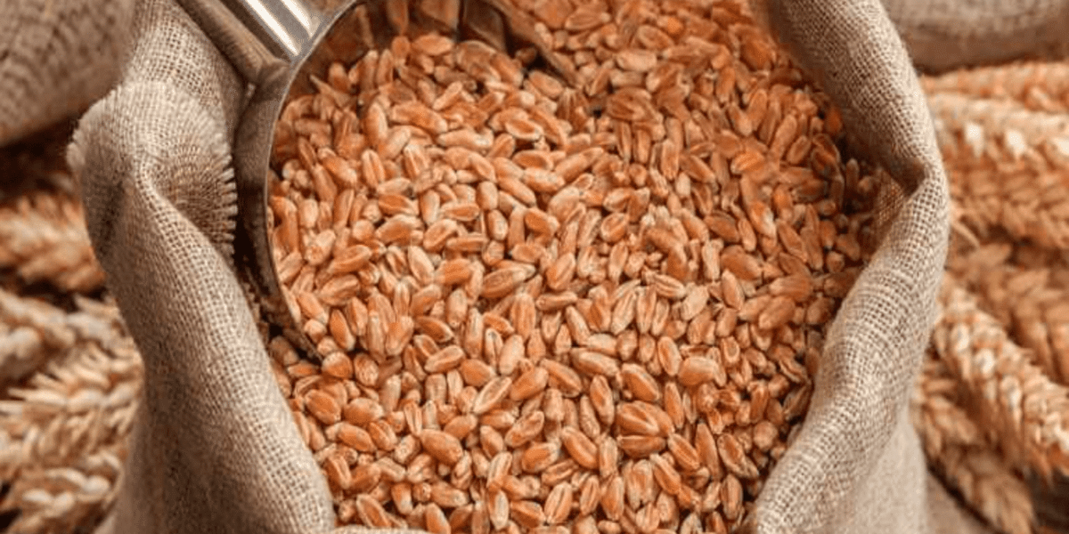 Pakistan imports $1 bn of wheat in first nine months of FY: report