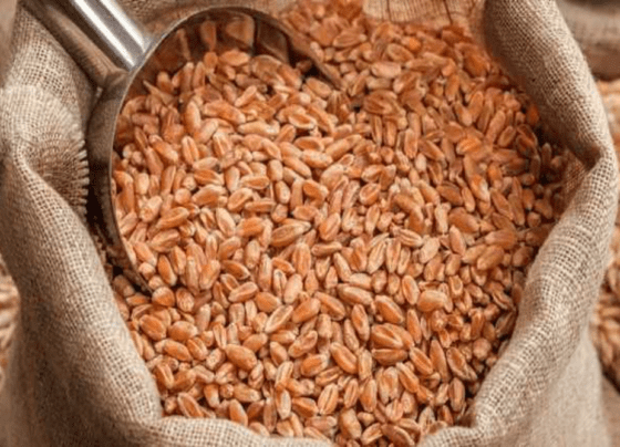Pakistan wheat