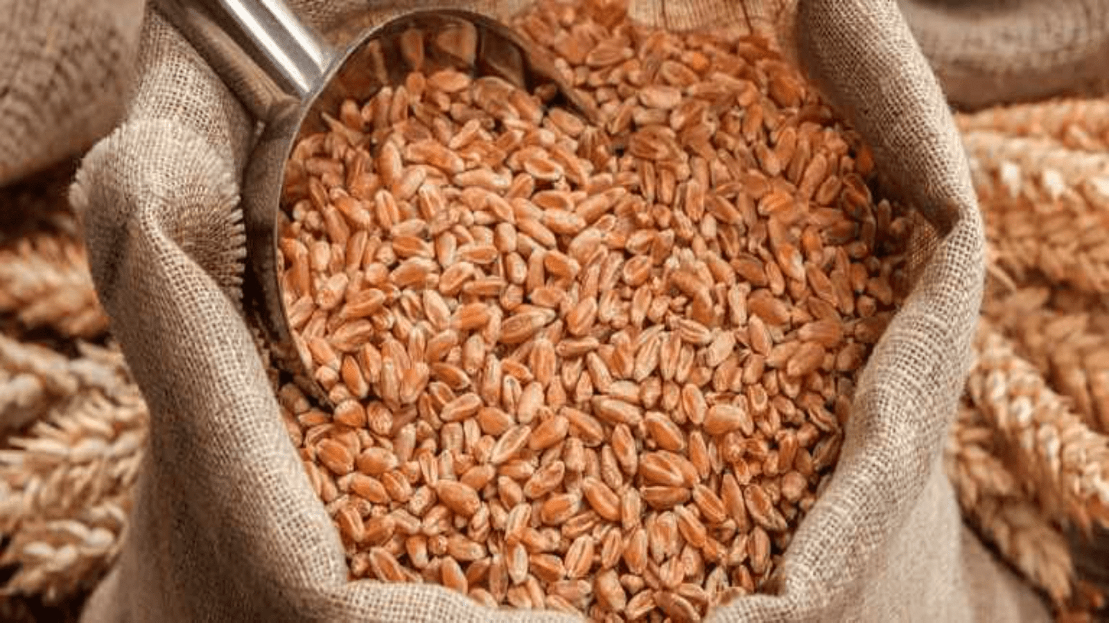 Pakistan imports $1 bn of wheat in first nine months of FY: report