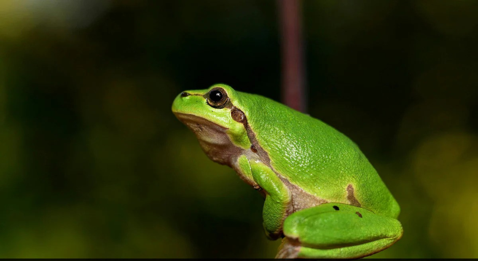 Frogs’ ultrasonic screams unveiled by Brazilian scientists