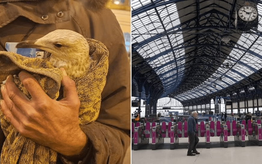 Bird on train tracks disrupts services at Brighton station