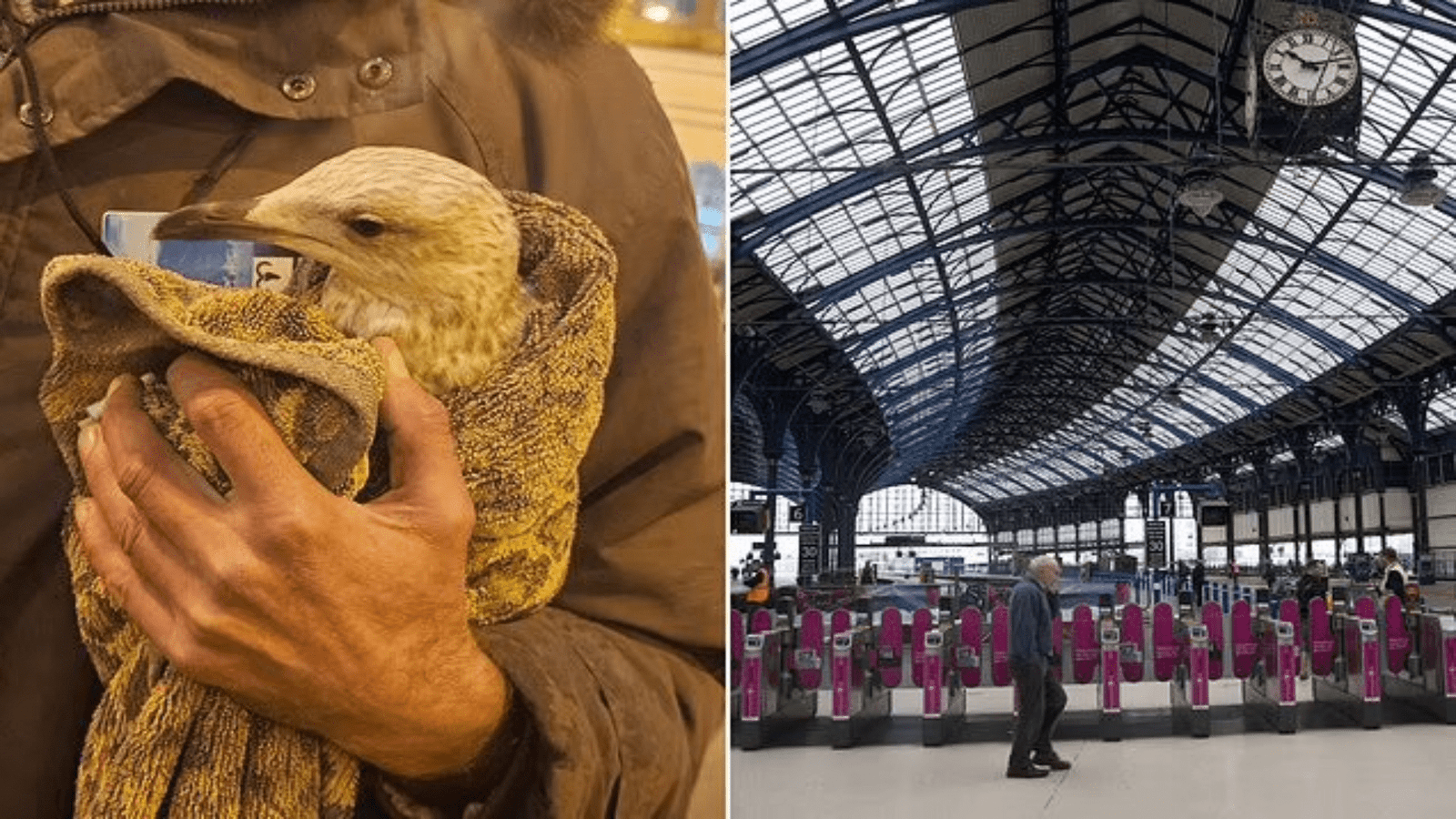 Bird on train tracks disrupts services at Brighton station