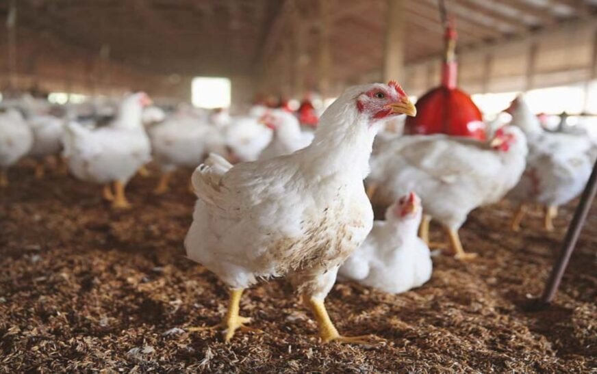 Strike announced: no chicken for Punjab residents tomorrow