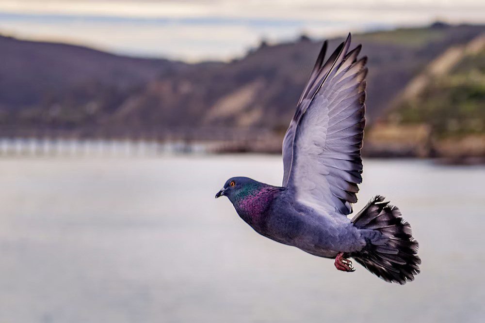 Study: why some pigeons do backflips?