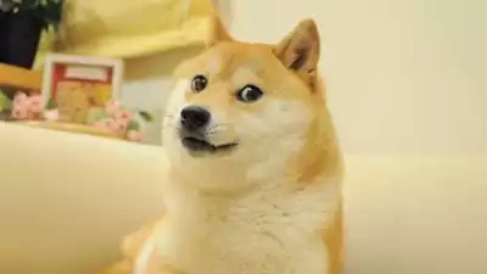World famous ‘Doge meme’ dog dies