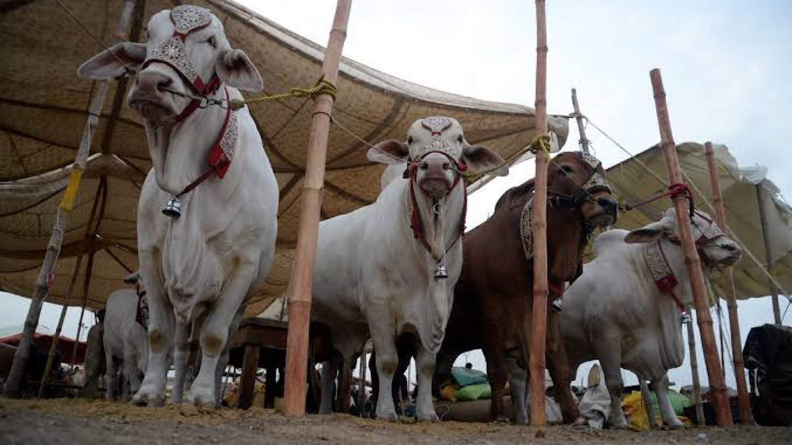 6 Cattle Markets Set to Open in Islamabad: Locations Revealed
