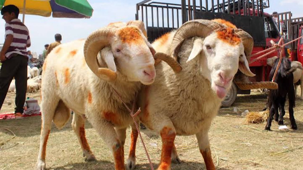 Eid ul Adha 2024: Buy sacrificial animals online in Punjab
