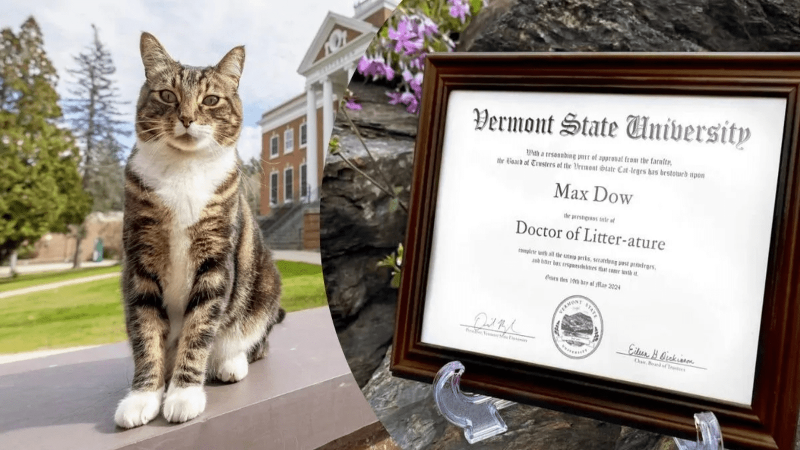 Beloved campus cat receives honorary degree from Vermont University
