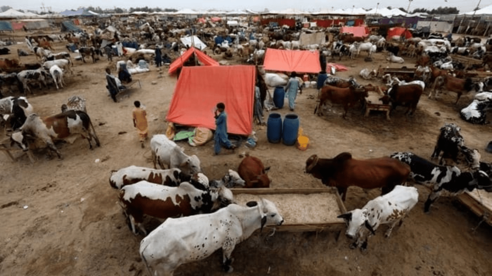 Livestock emergency in Attock after two die from Congo Virus