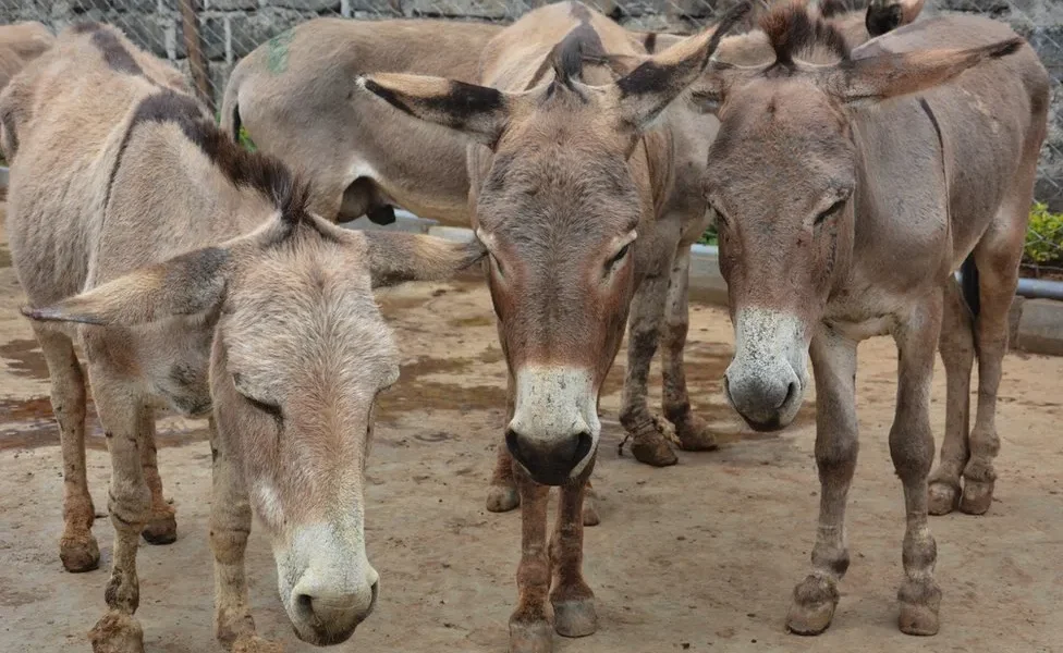 Pakistan sees significant rise in Donkey population