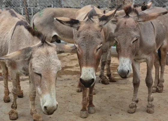 Pakistan sees significant rise in Donkey population