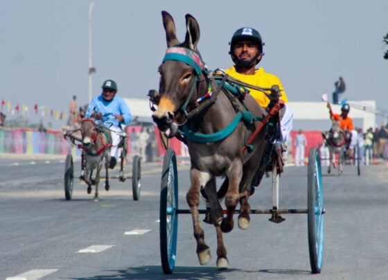 Donkey cart race in Karachi win by 'Bijli' from Lyari