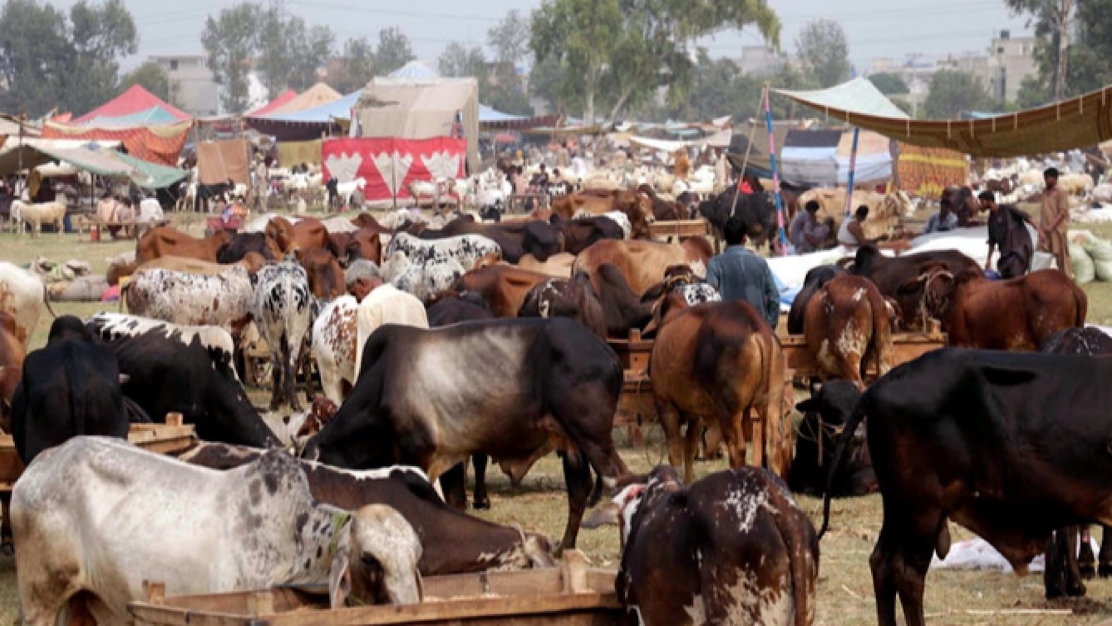 How much did Pakistanis spend on sacrificial animals this eid ul adha?