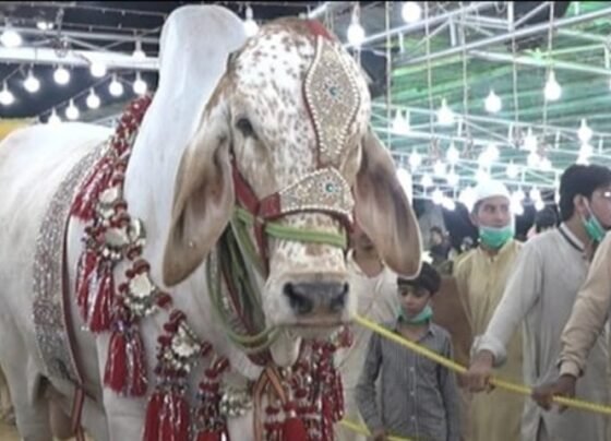 Rawalpindi bull named 'Dhamaka' priced at Just Rs10 mn