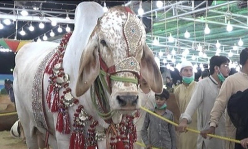 Rawalpindi bull named ‘Dhamaka’ priced at Just Rs10 mn