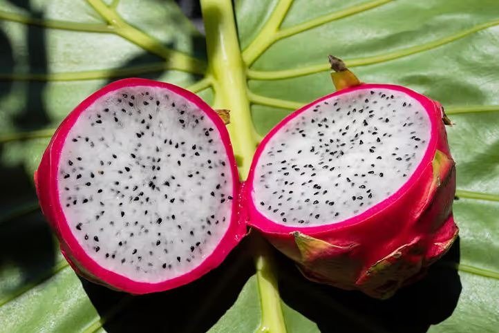 Farmers push dragon fruit cultivation in Pakistan to boost economic growth