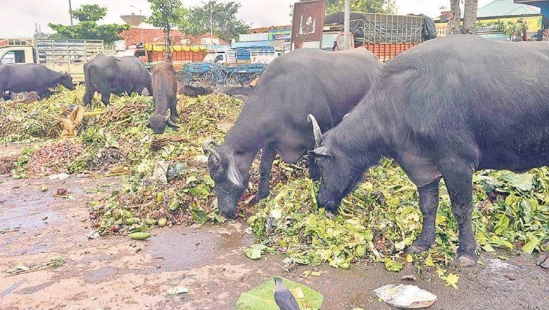 Heatwave in Karachi claims lives of 150 cattle