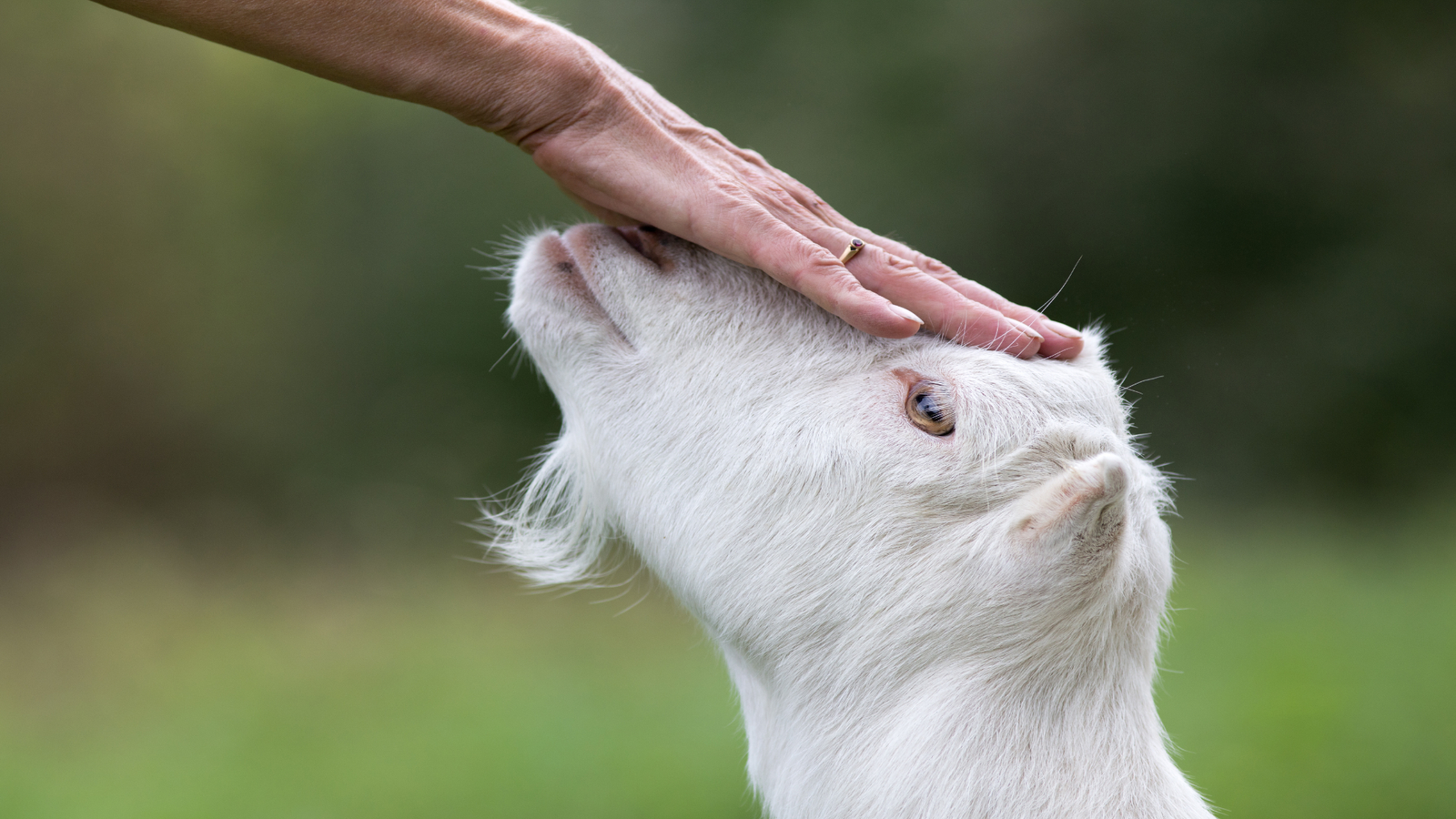 Eid-ul-Azha: tips for proper animal care ahead of sacrifice