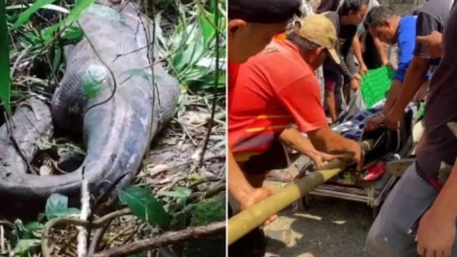 WATCH: Woman missing in forest found dead inside belly of 20-ft python