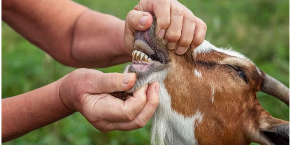 Karachi couple arrested for selling goats with artificial teeth