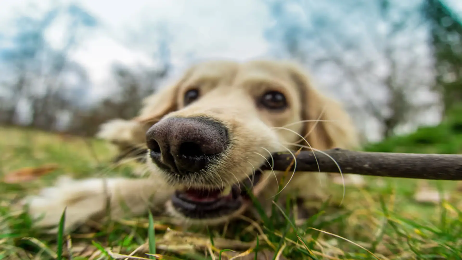 Study: dogs’ sense of smell, vision linked by unique brain structures