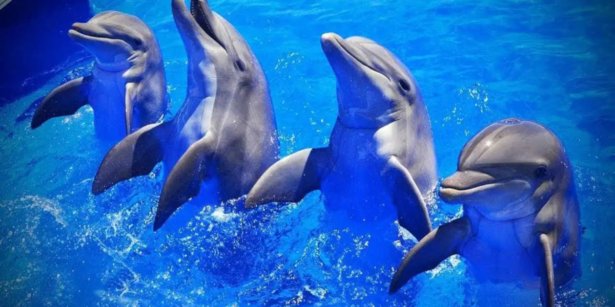 dolphins