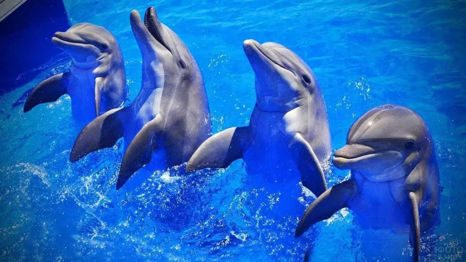 Explore dolphins’ darker side in 10 ways