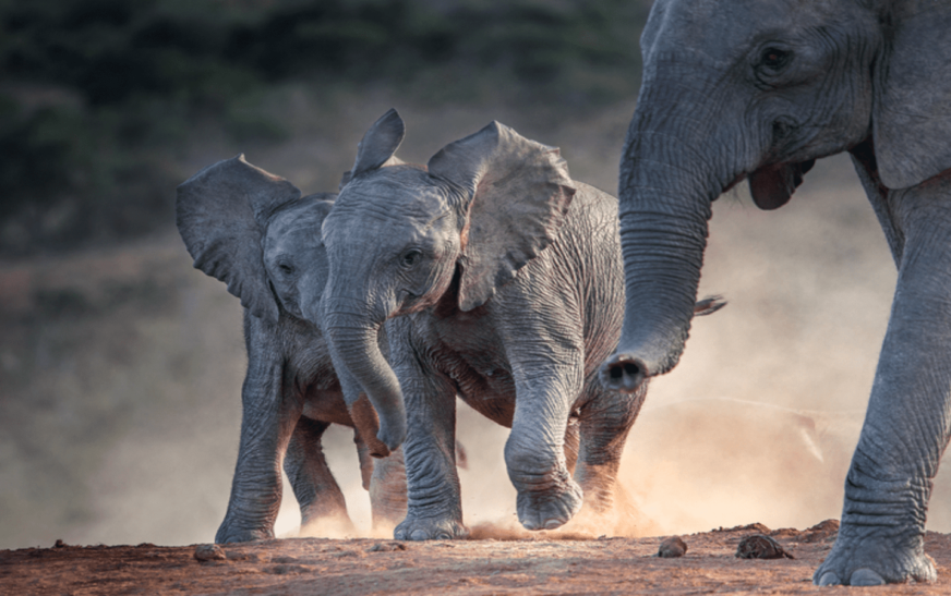 Study: Asian elephants bury their dead calves