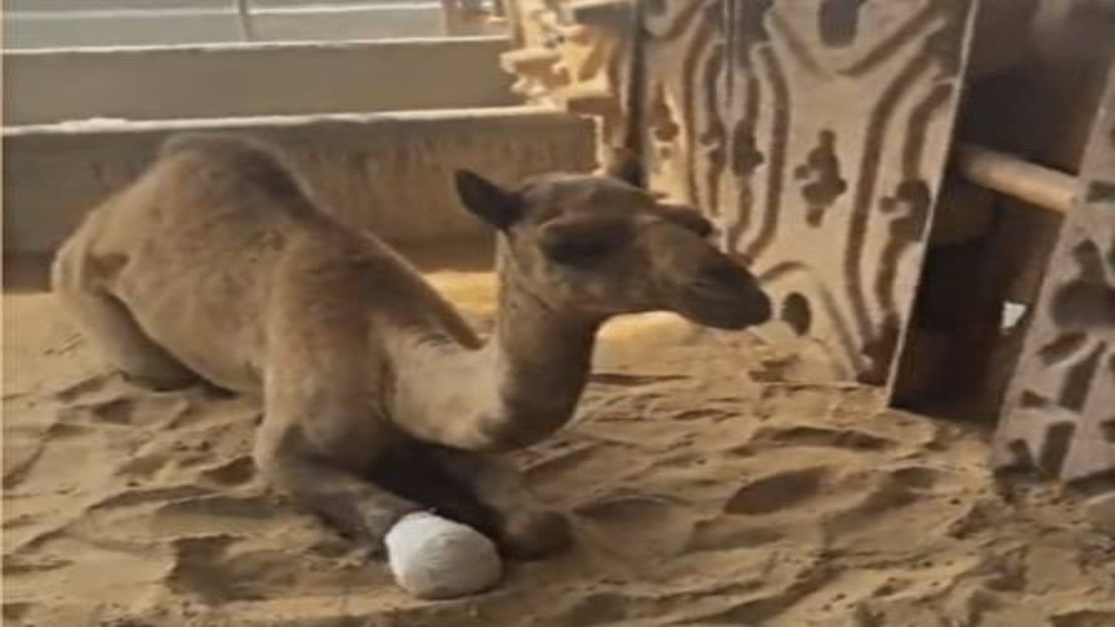 Wounded camel to get artificial leg