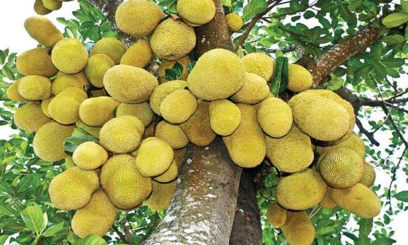 First Jackfruit cultivation begins in Sindh