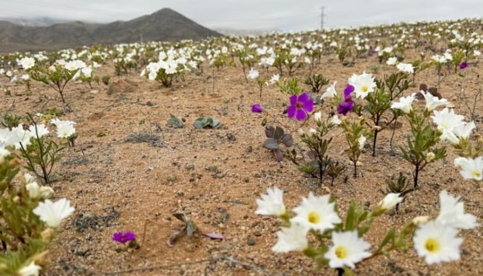 Desert blooms into a garden after rain