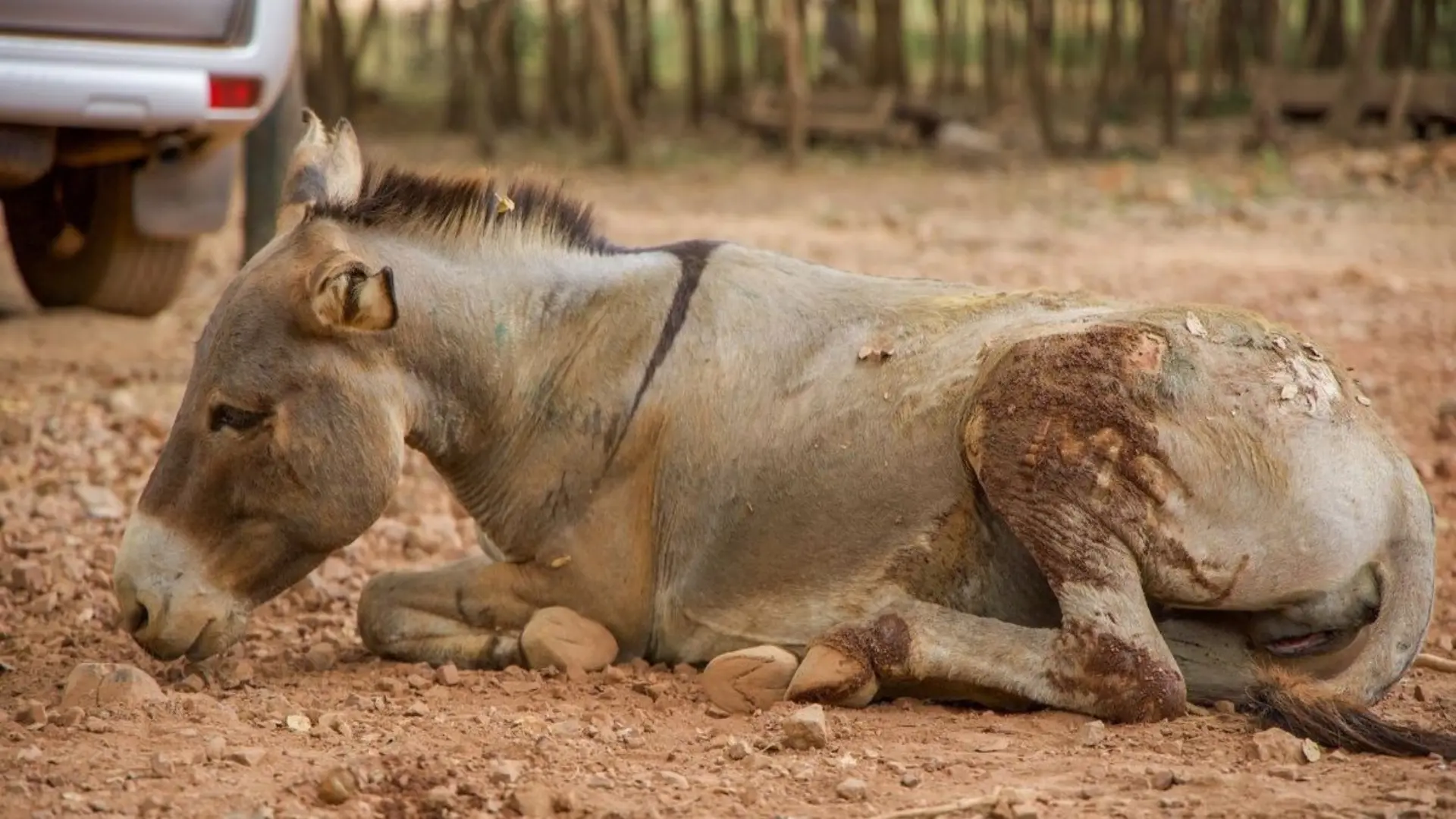 Feudal lord in Jhang breaks donkey’s legs for entering farm