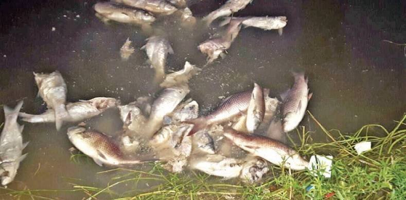 Fish die-off hits Rawal Dam