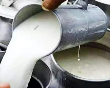 Dairy farmers announce milk price hike to Rs300 per liter