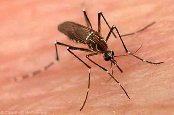 Rawalpindi faces rising dengue outbreak