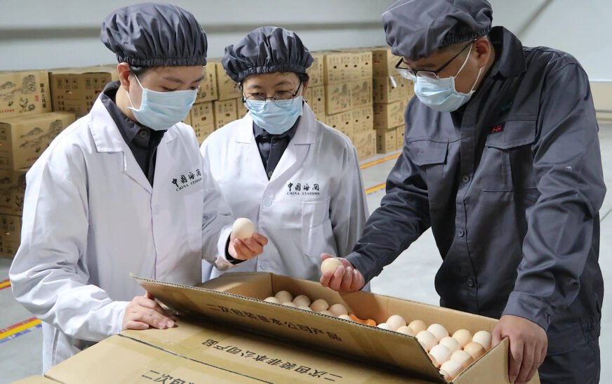 First shipment of Chinese broiler eggs arrives in Pakistan