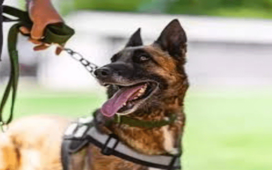 CAA bird shooter accidentally kills trained ANF dog at Karachi airport