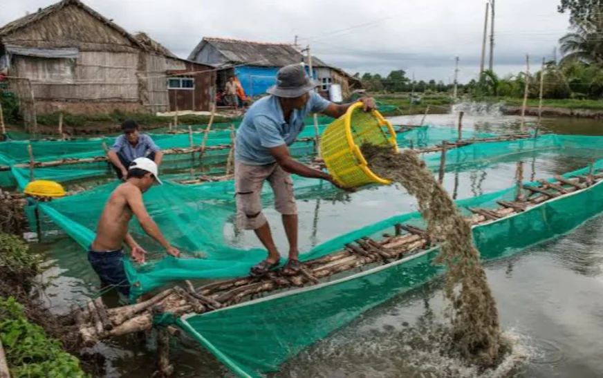 Punjab to establish Pakistan’s LARGEST shrimp farm