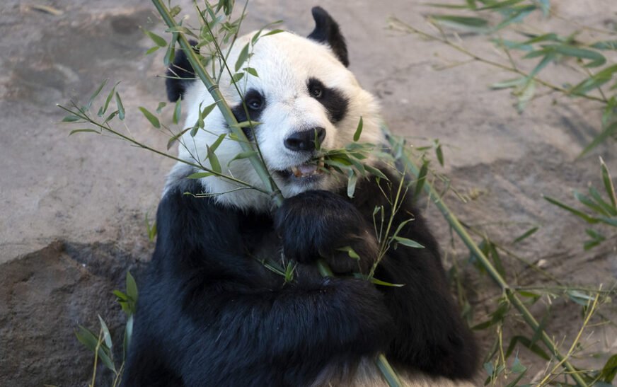 Finland to return Giant Pandas to China due to rising costs and mounting debts