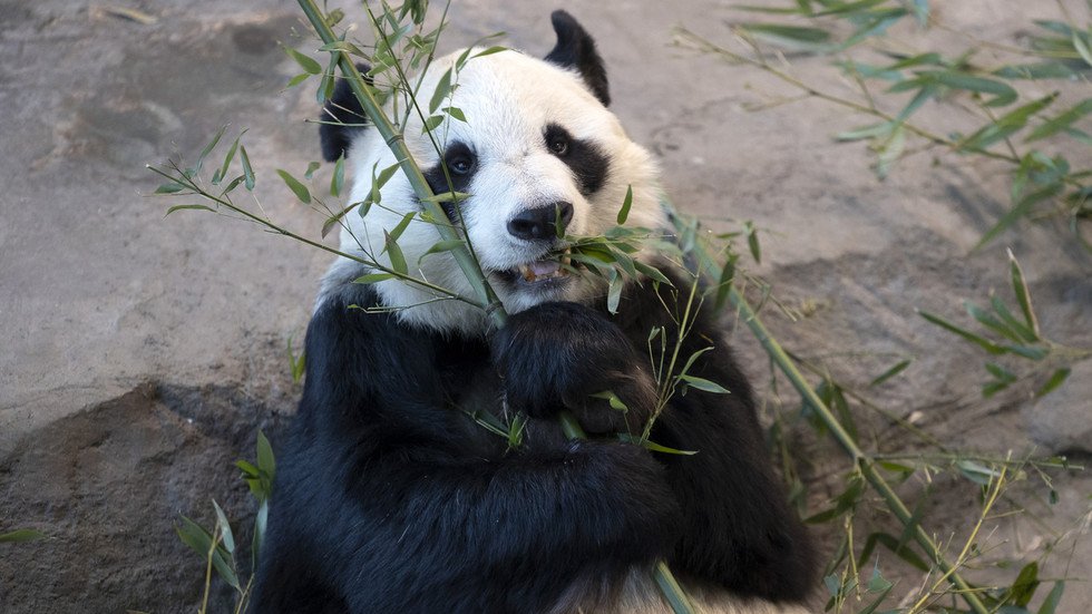 Finland to return Giant Pandas to China due to rising costs and mounting debts