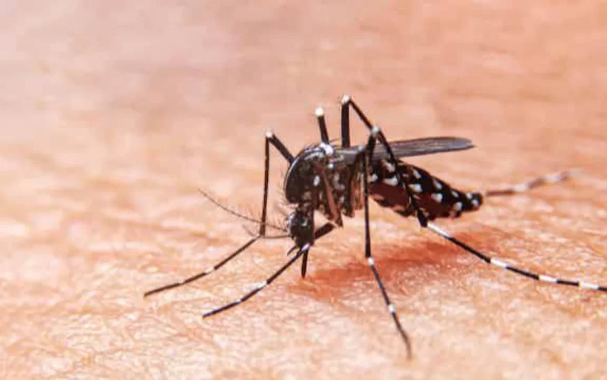 PMD warns of dengue outbreak in major cities across Pakistan