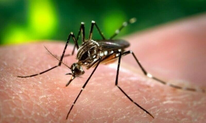 Dengue on the rise in Punjab