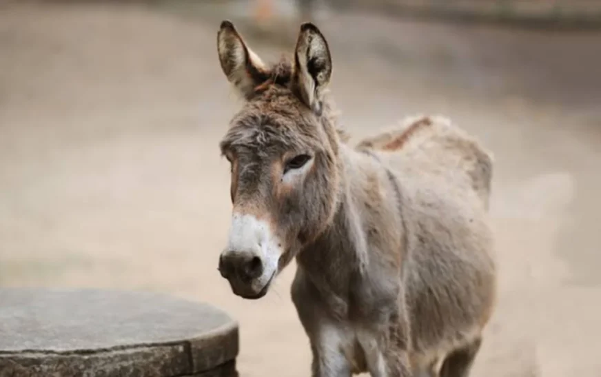 Donkey prices skyrocket across Pakistan amid rising demand