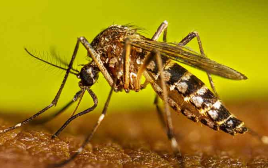 PMD predicts dengue outbreak in October in these major cities