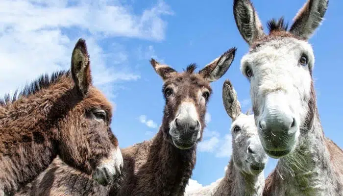 Pakistan all set to export donkey meat, hides to China