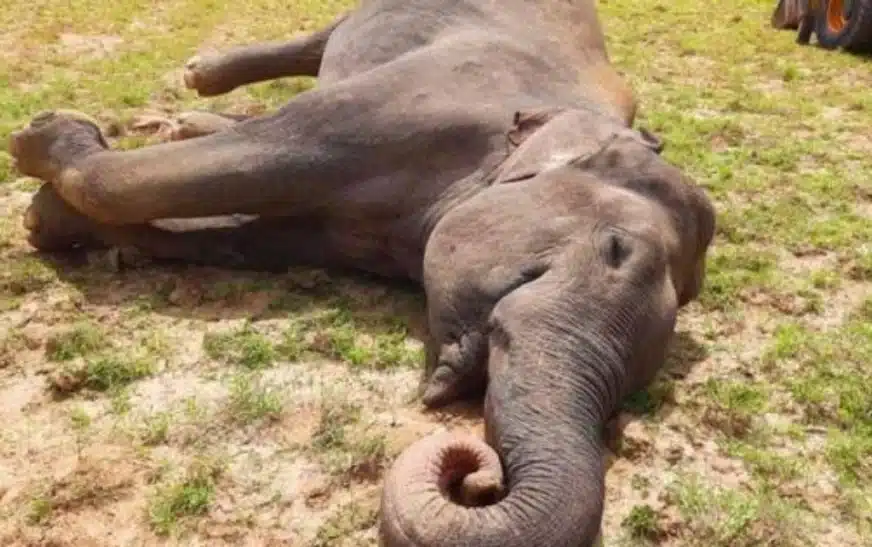 Why did eight elephants die within 48 hours in India?