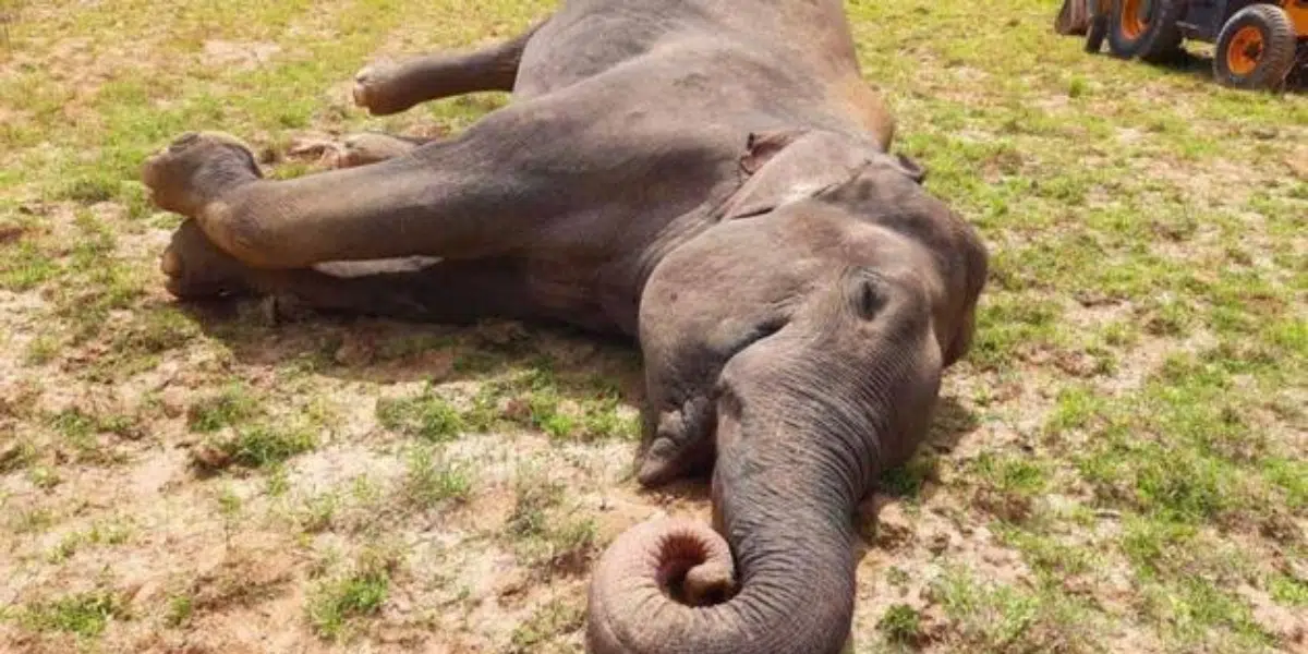 Why did eight elephants die within 48 hours in India?