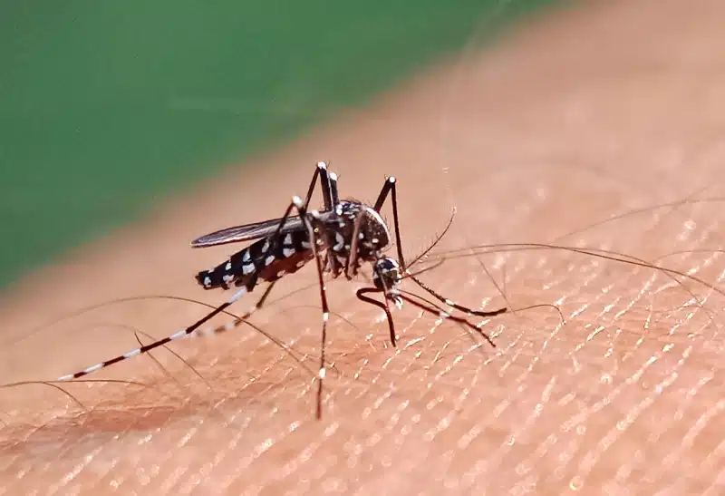 Dengue fever cases continue to rise in Islamabad